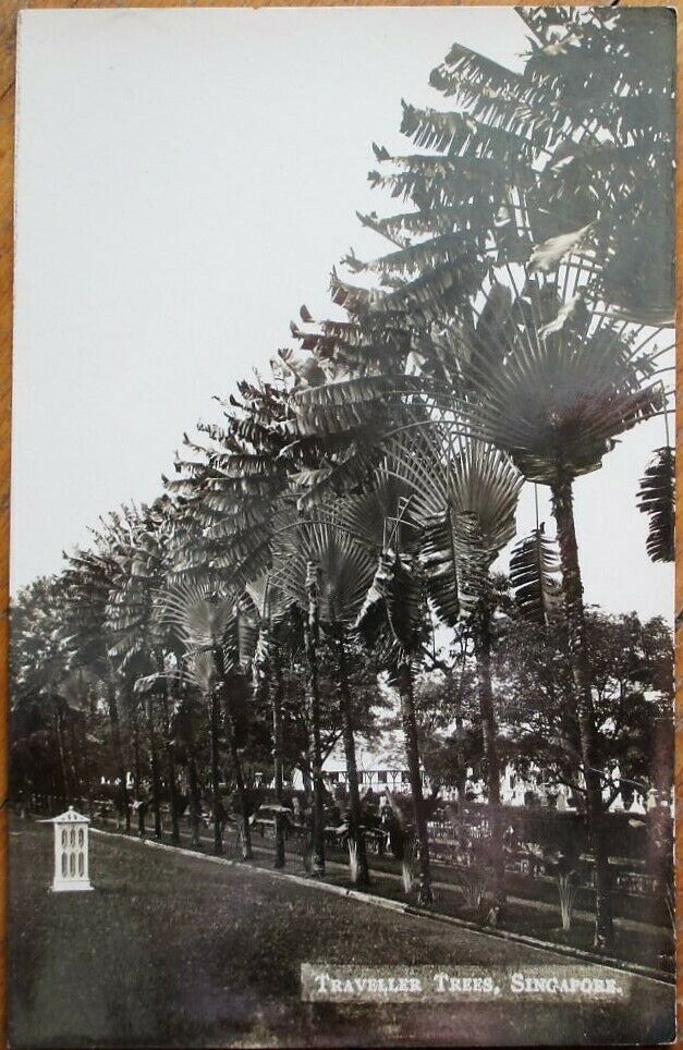 Singapore 1920s Realphoto Postcard: Traveller Trees - Southeast Asia