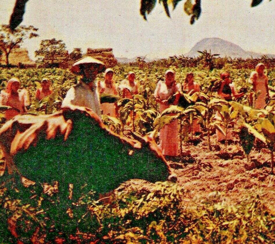 Vintage Philippines. Harvesting Tobacco. Luzon. Ox Cart. Conical Hat. Kodachrome